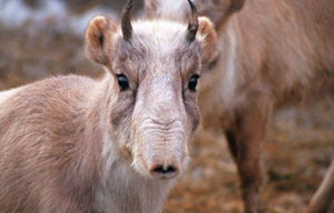 Фото с сайта www.zoopicture.ru